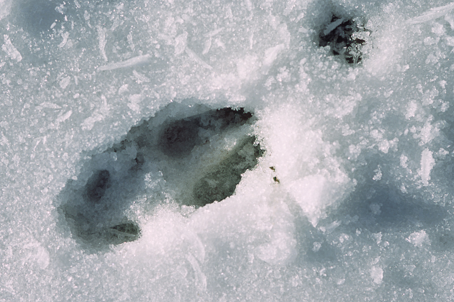 Trace de chevreuil dans la neige