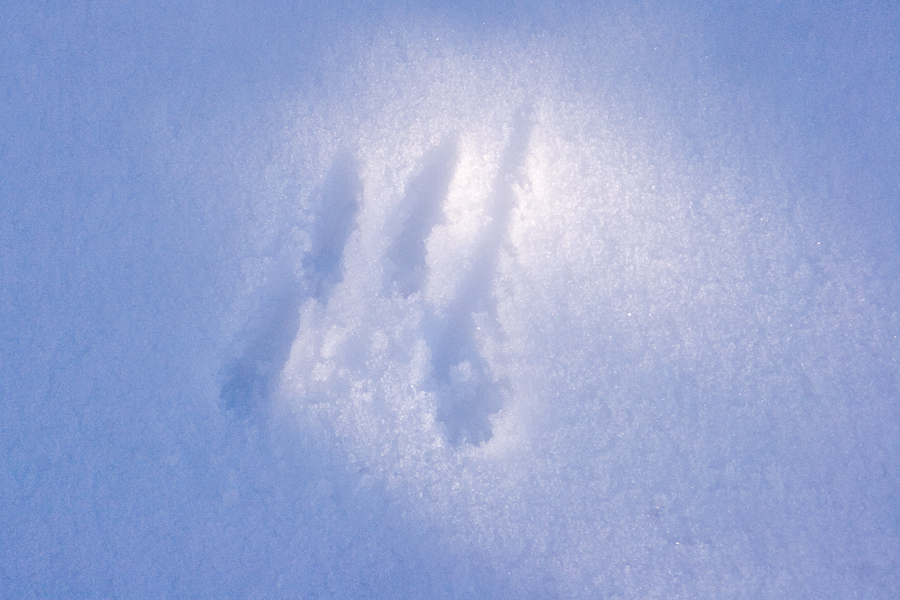 Trace d'ecureuil dans la neige