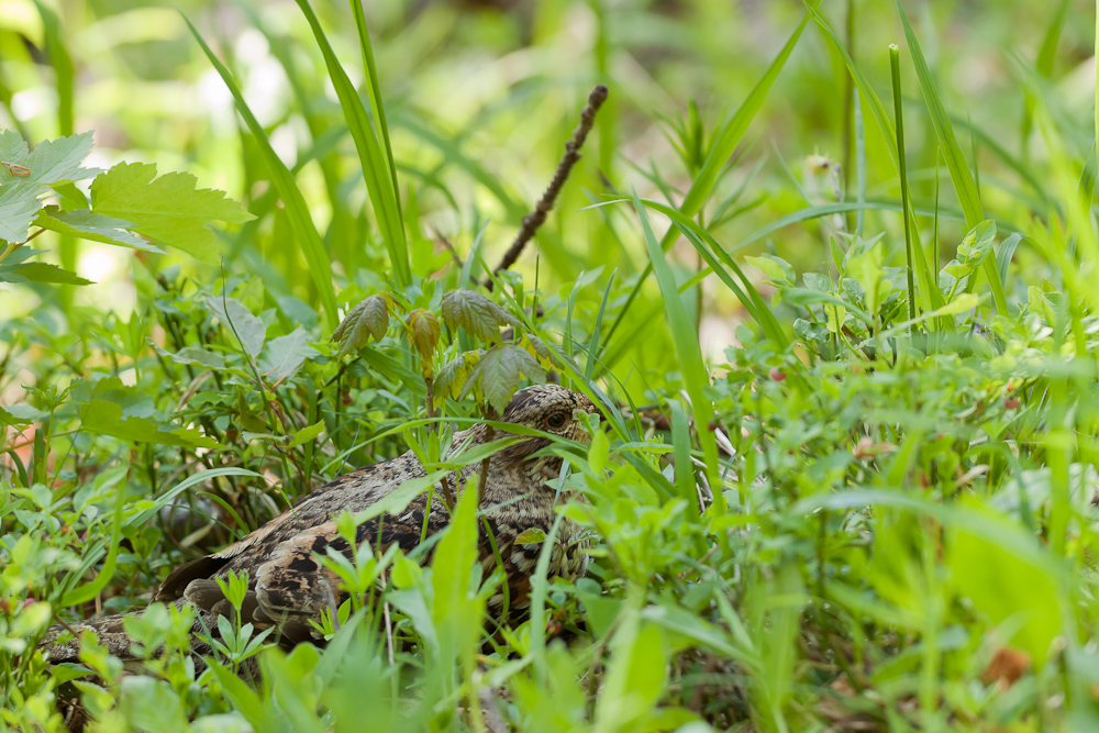 Gélinotte des bois femelle camouflée dans les herbes