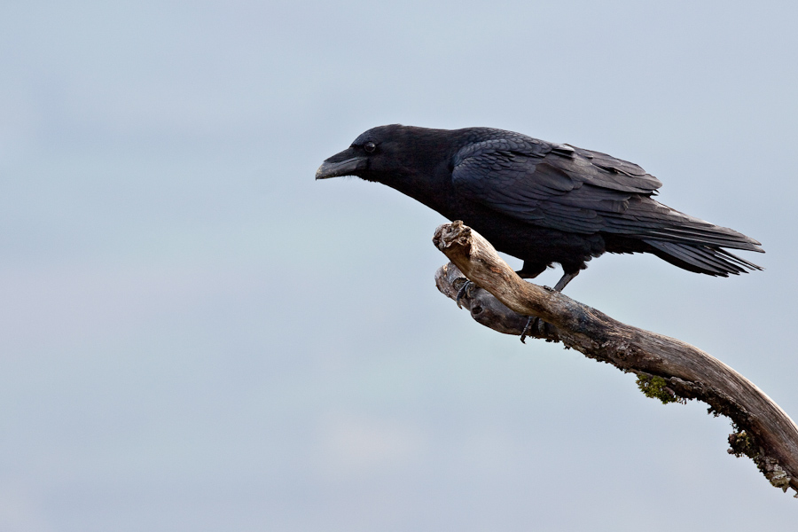 Grand corbeau sur un arbre mort