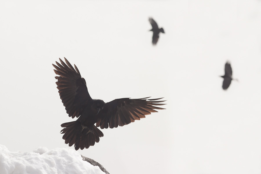 Grand corbeau se posant sur un bec rocheux