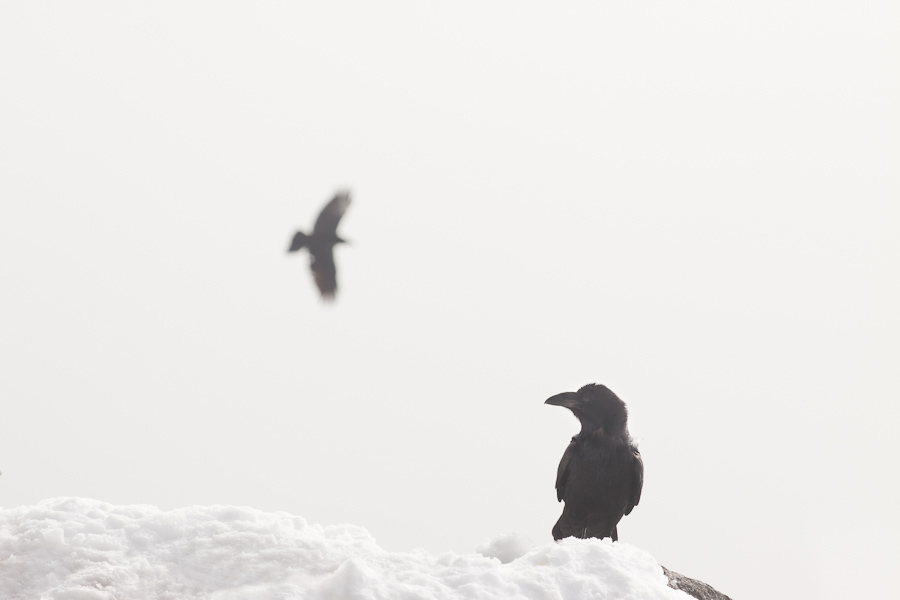 Grand corbeau posé sur un bec rocheux