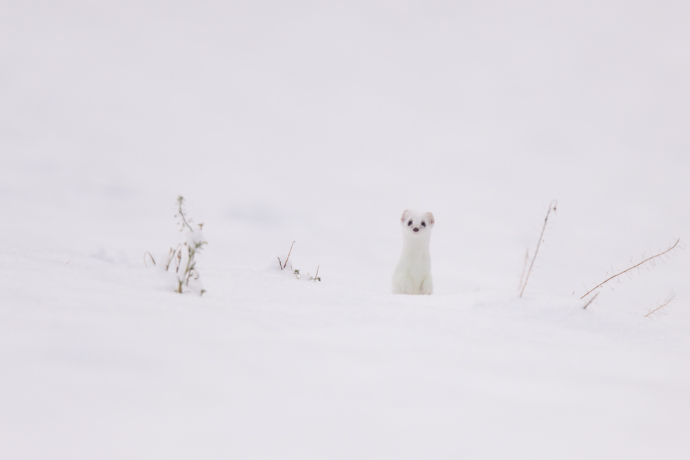 Hermine blanche dans la neige