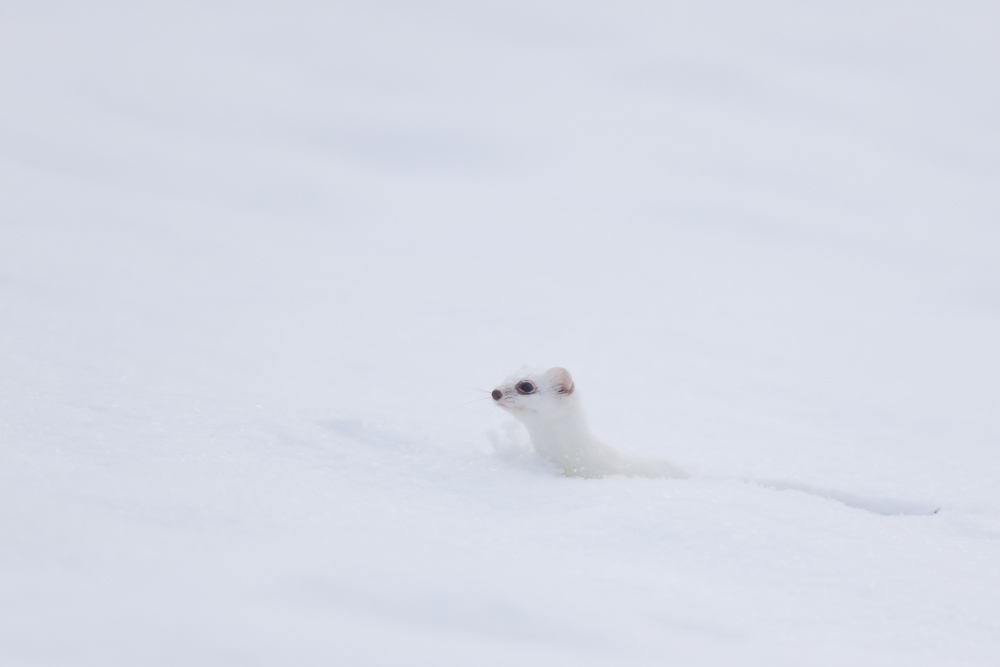 Hermine blanche dans la neige