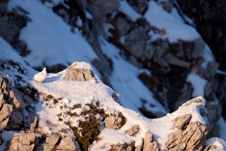 Lagopede alpin en hiver