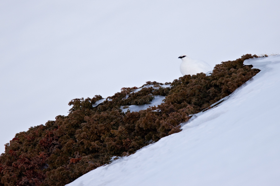Lagopede alpin en hiver
