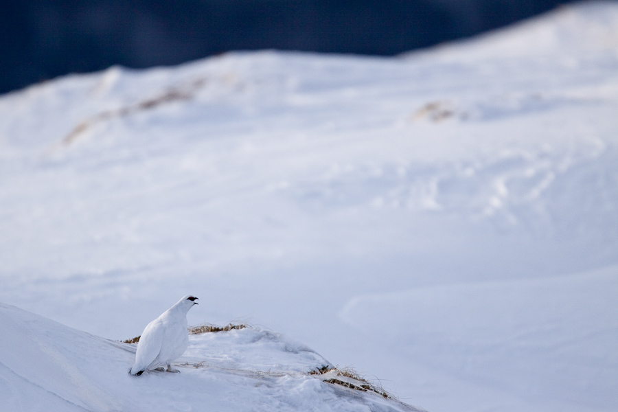 Lagopede alpin chantant en hiver