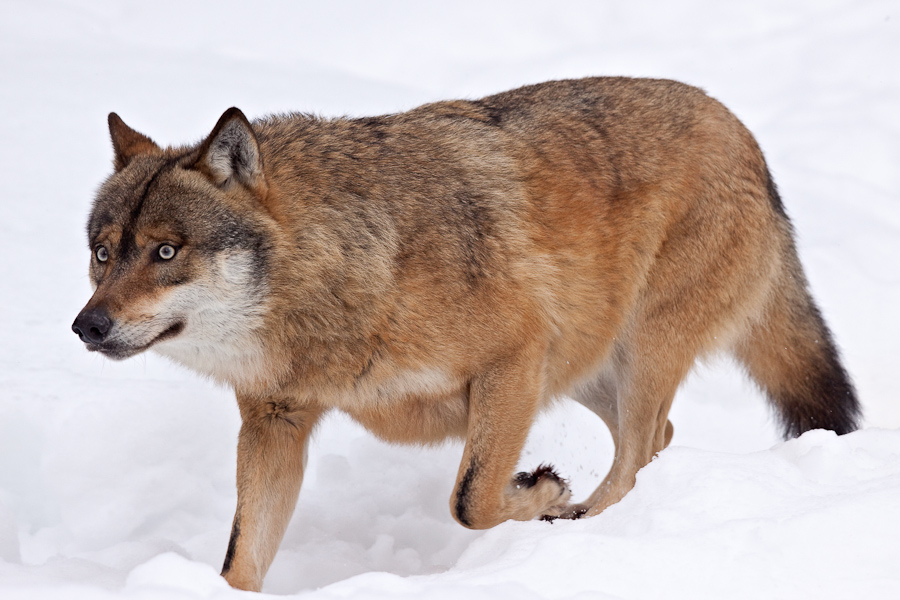 Loup gris d'Europe marchant dans la neige