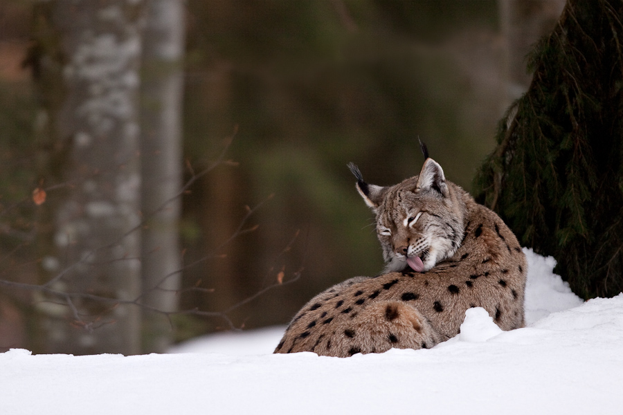 Lynx boreal d'Europe faisant sa toilette