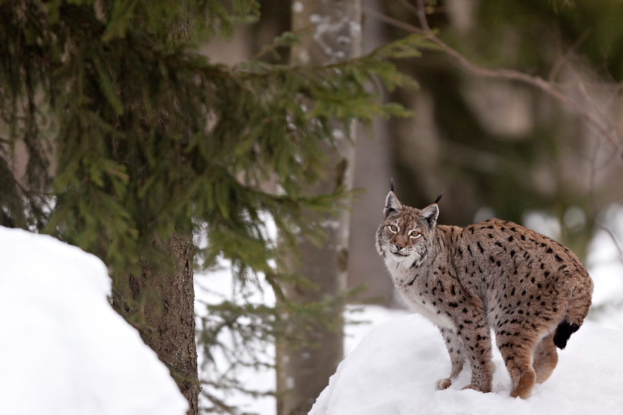 Lynx boreal d'Europe surveillant son territoire