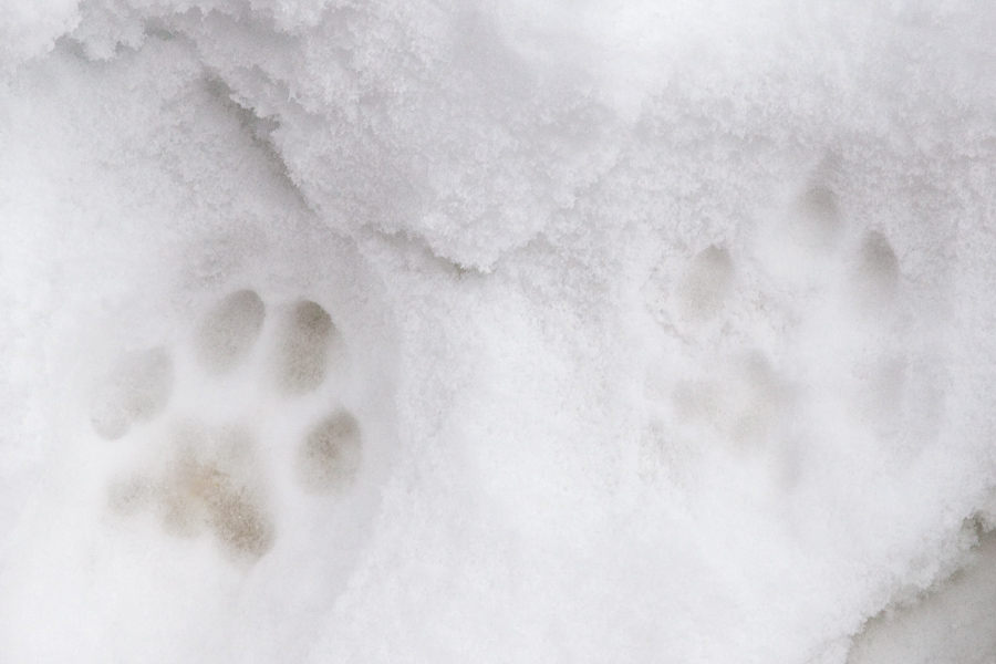 Trace de lynx boreal d'Europe dans la neige