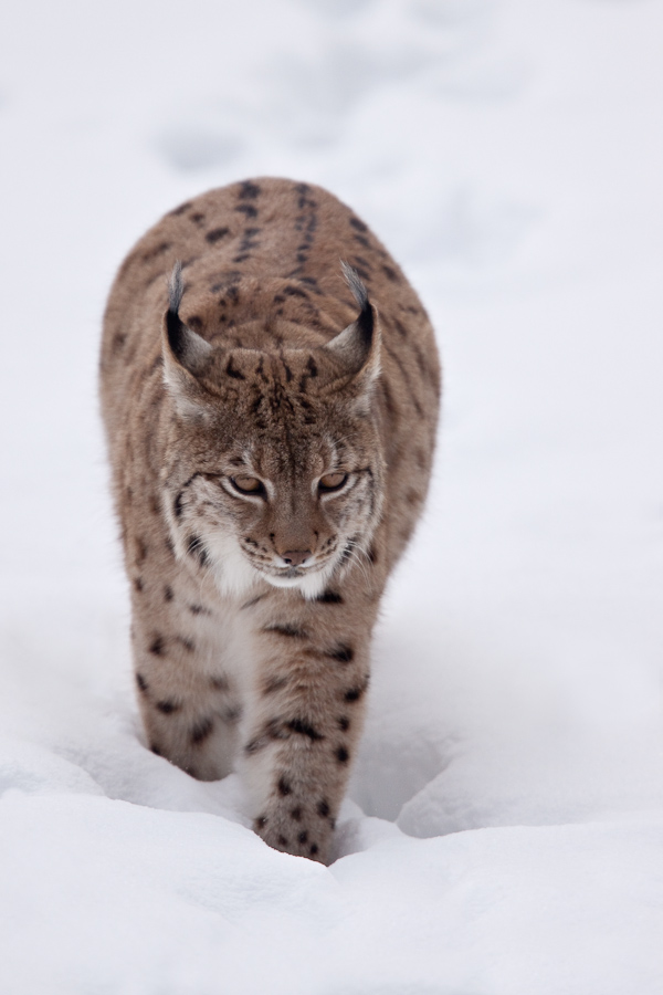 Lynx boreal d'Europe marchant dans la neige