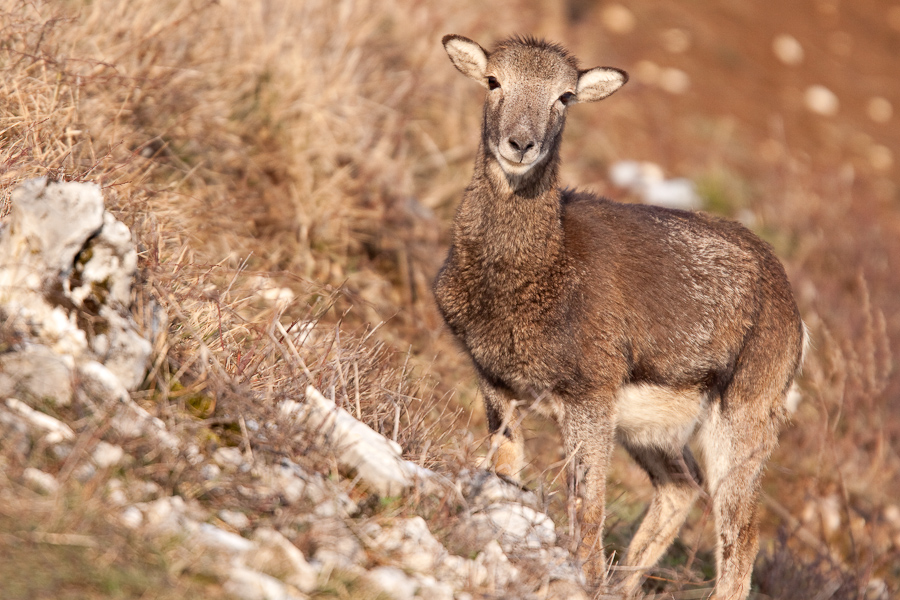 Mouflon femelle