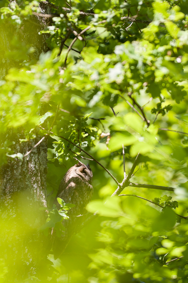 Hibou moyen duc adulte dans un arbre