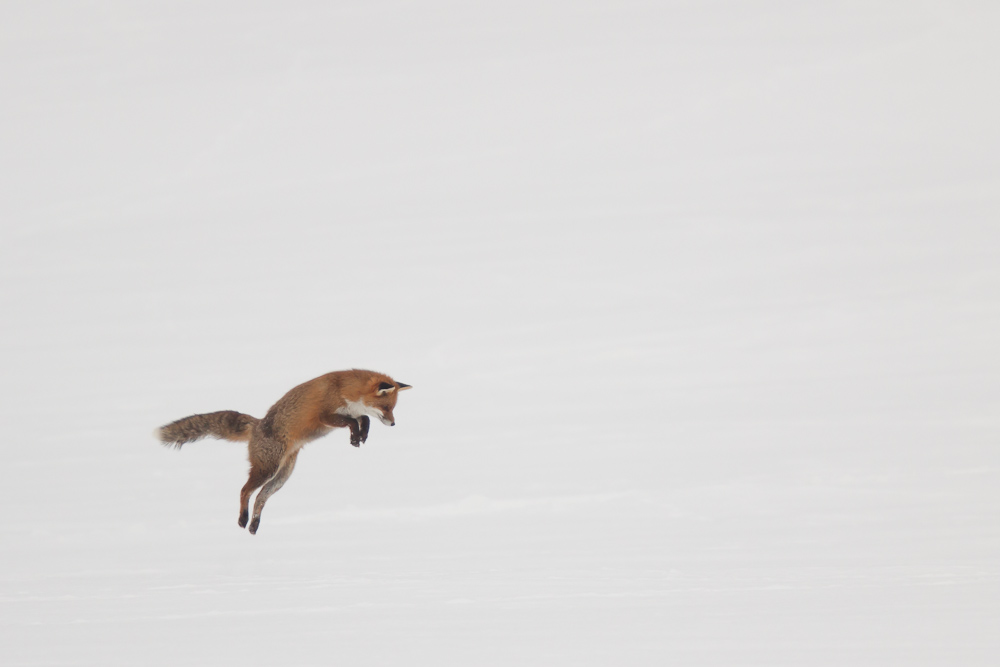 Bond du renard chassant sur la neige
