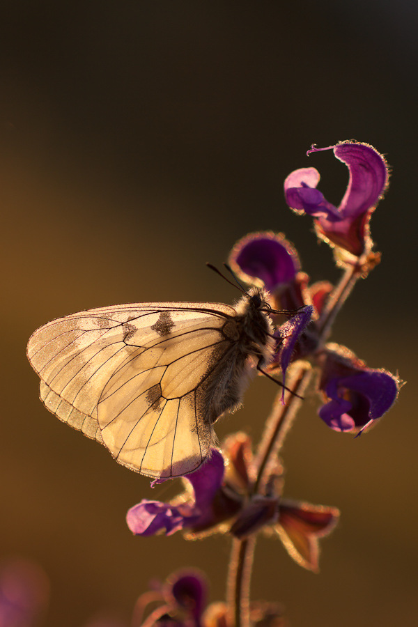 Papillon semi-apollon au lever du soleil
