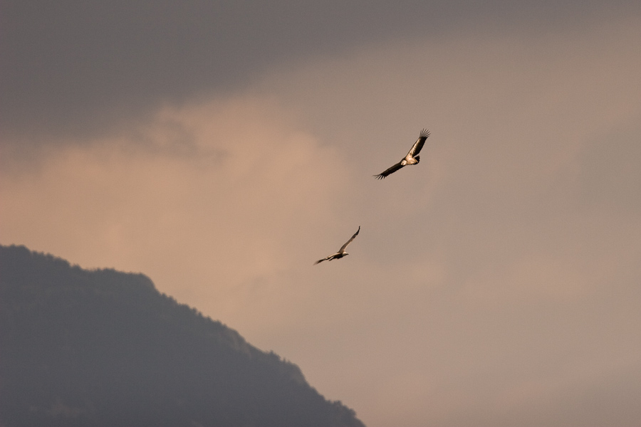 Deux vautours fauve en vol apres l'orage