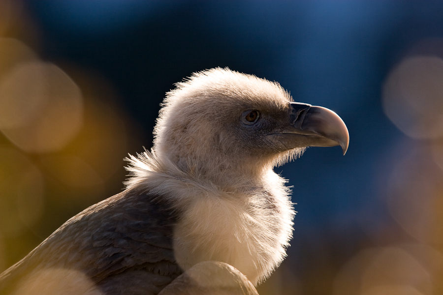Portrait de vautour fauve