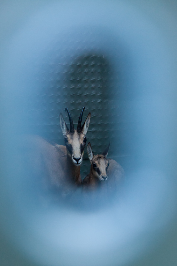 Femelle de chamois et son cabri au calme dans la cage piège.