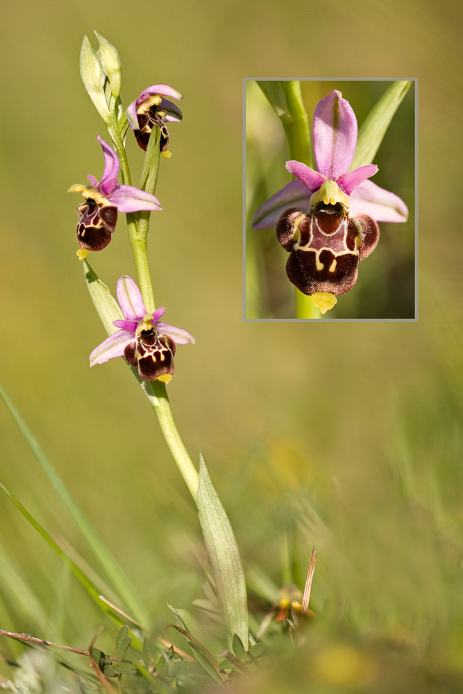 Ophrys becasse