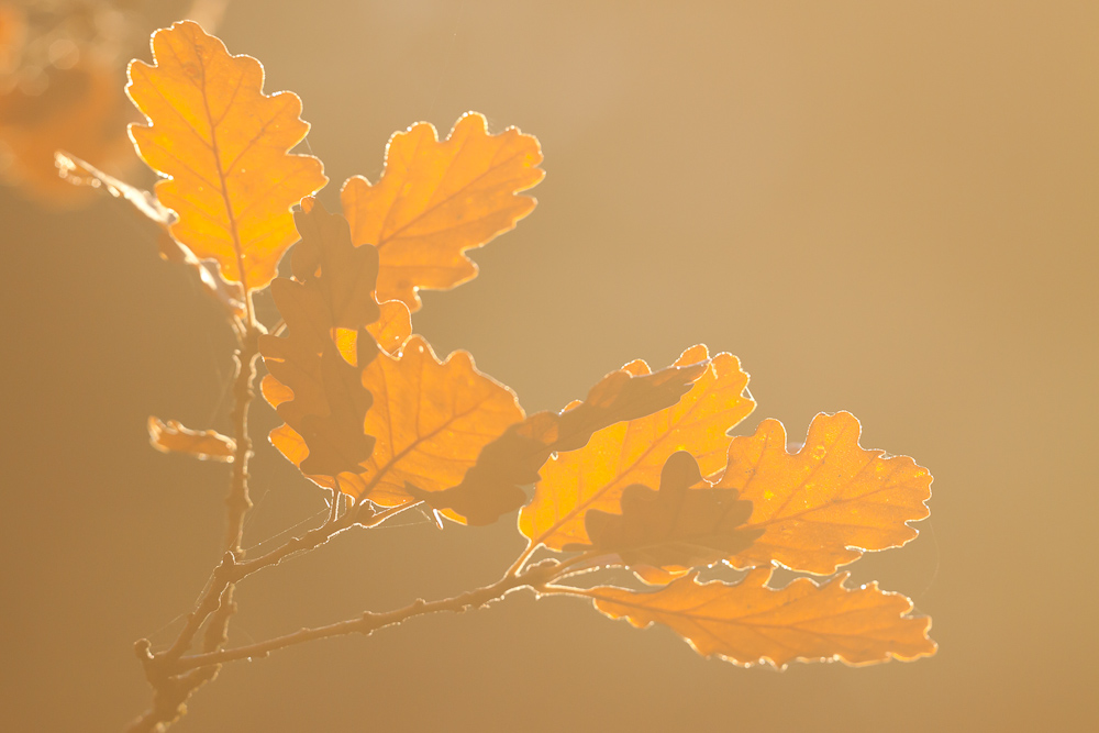 Lumiere et couleur d'automne