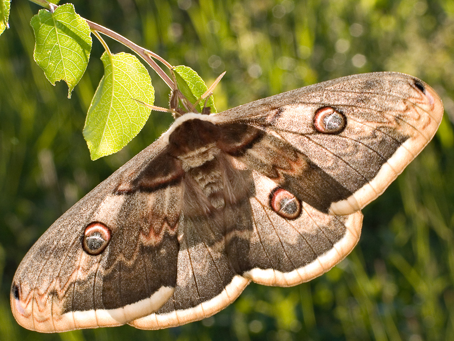 Papillon Grand Paon de nuit femelle