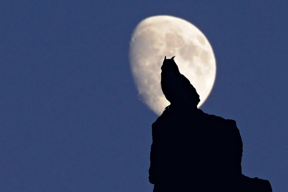 Hibou grand duc sur son poste de chant face a la lune