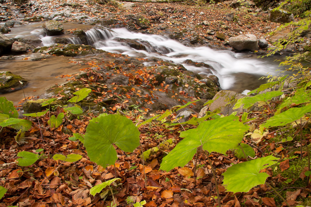 Ruisseau du Nant Fourchu en automne