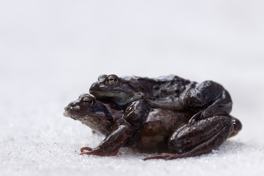 Couple de grenouille rousse sur la neige