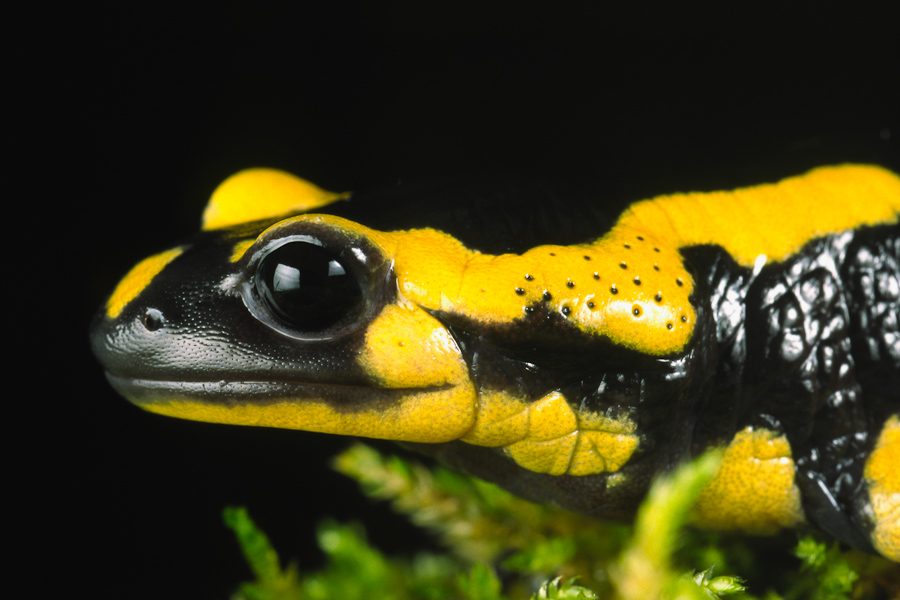 Portrait de salamandre tachetee
